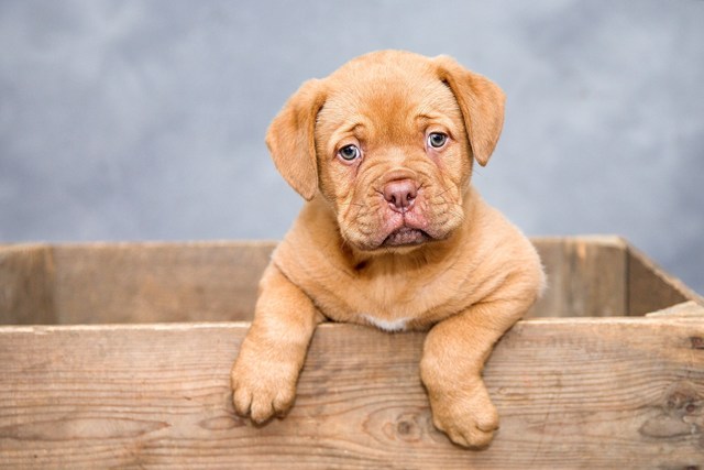 Cama de cachorro: como cuidar e o que não fazer
