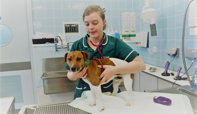 Conheça mais sobre os benefícios da fisioterapia para pets