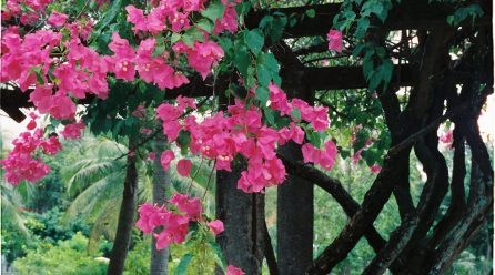 Trepadeiras Floridas Que Deixam o Jardim Inesquecível: Beleza Vertical com Pouco Esforço